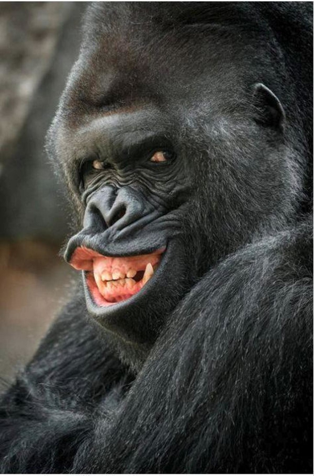 Gorilí grimasa