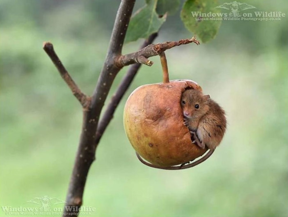 Ratón se sienta en una manzana