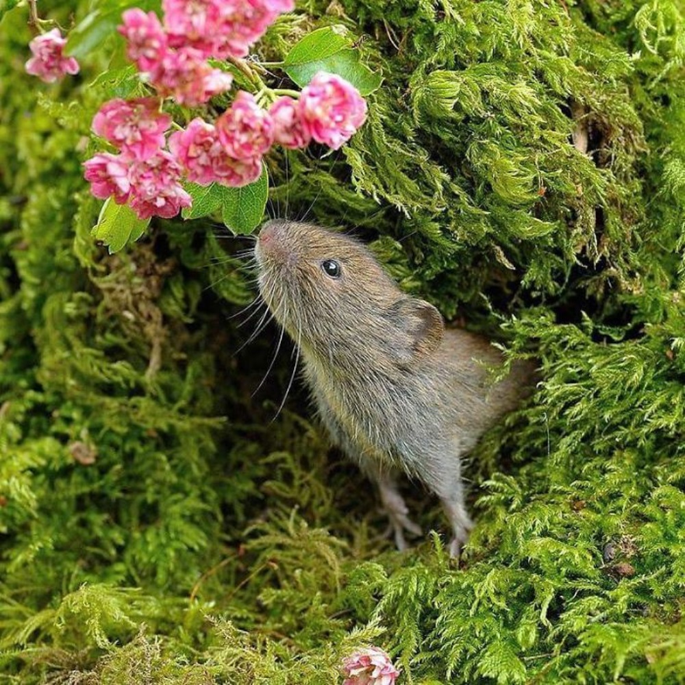Ratón olfateando flores