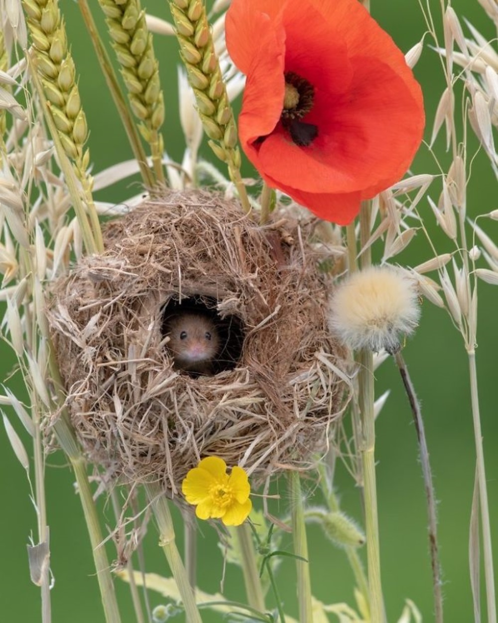 Ratón se sienta en un nido