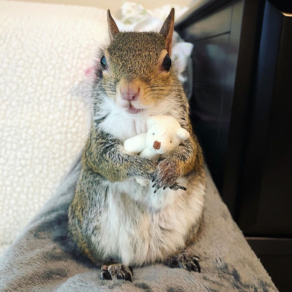 Squirrel Jill - gwiazda na Instagramie