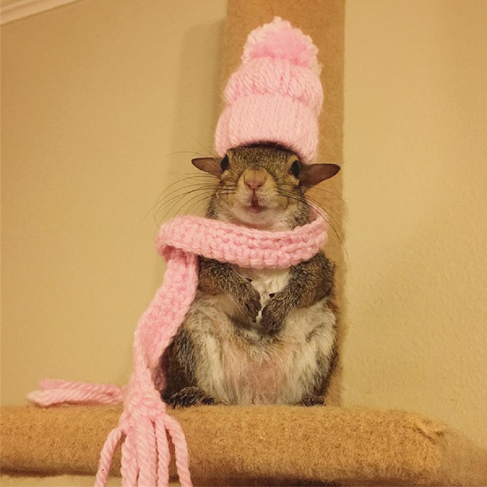 Eekhoorn in een hoed en sjaal