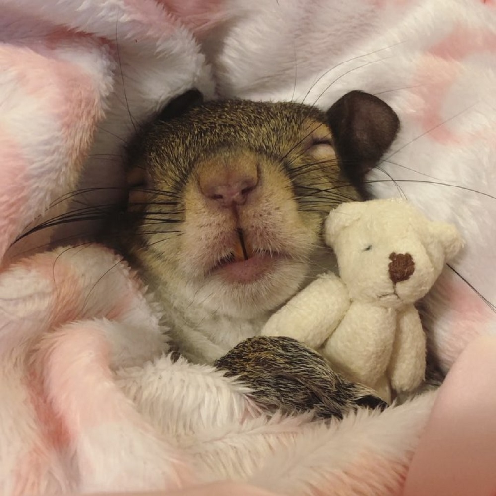 Squirrel sleeping with a soft toy