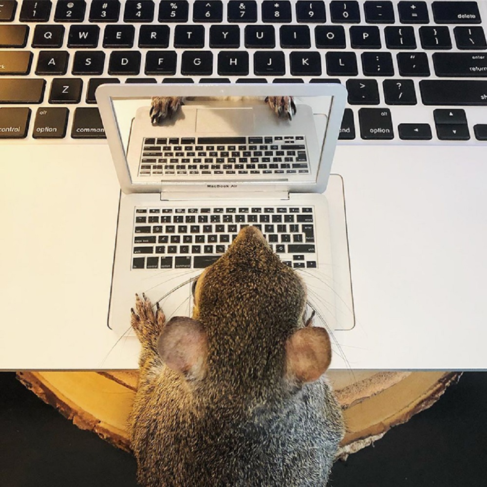 Esquilo está digitando em um computador