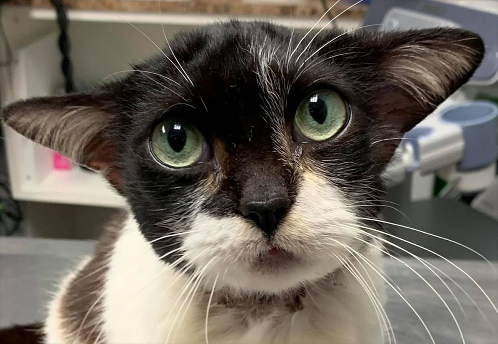 O pisicuță a fost adusă la cabinetul veterinar și a cucerit pe loc inimile tuturor.
