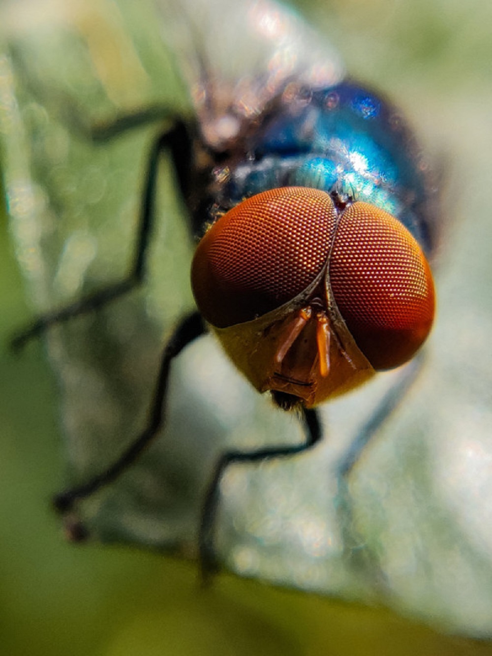 A blow fly in the dust