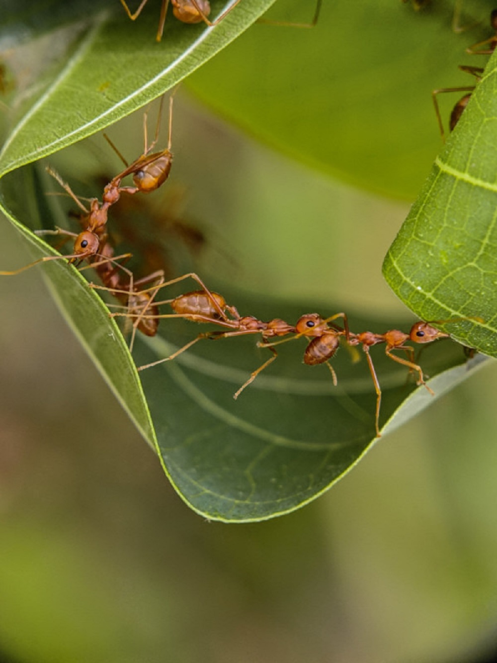 Formigas em uma folha