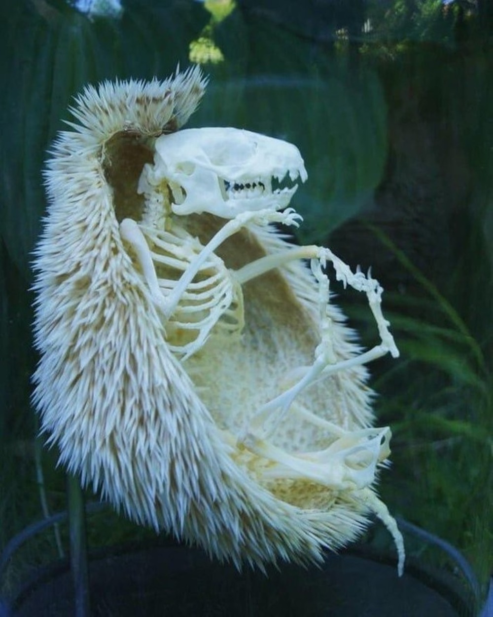 Este es el esqueleto de un erizo, en caso de que nunca hayas visto uno antes