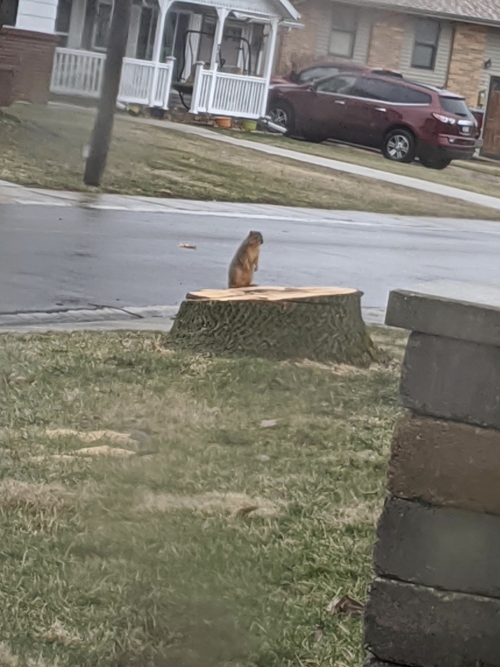 Homeless squirrel