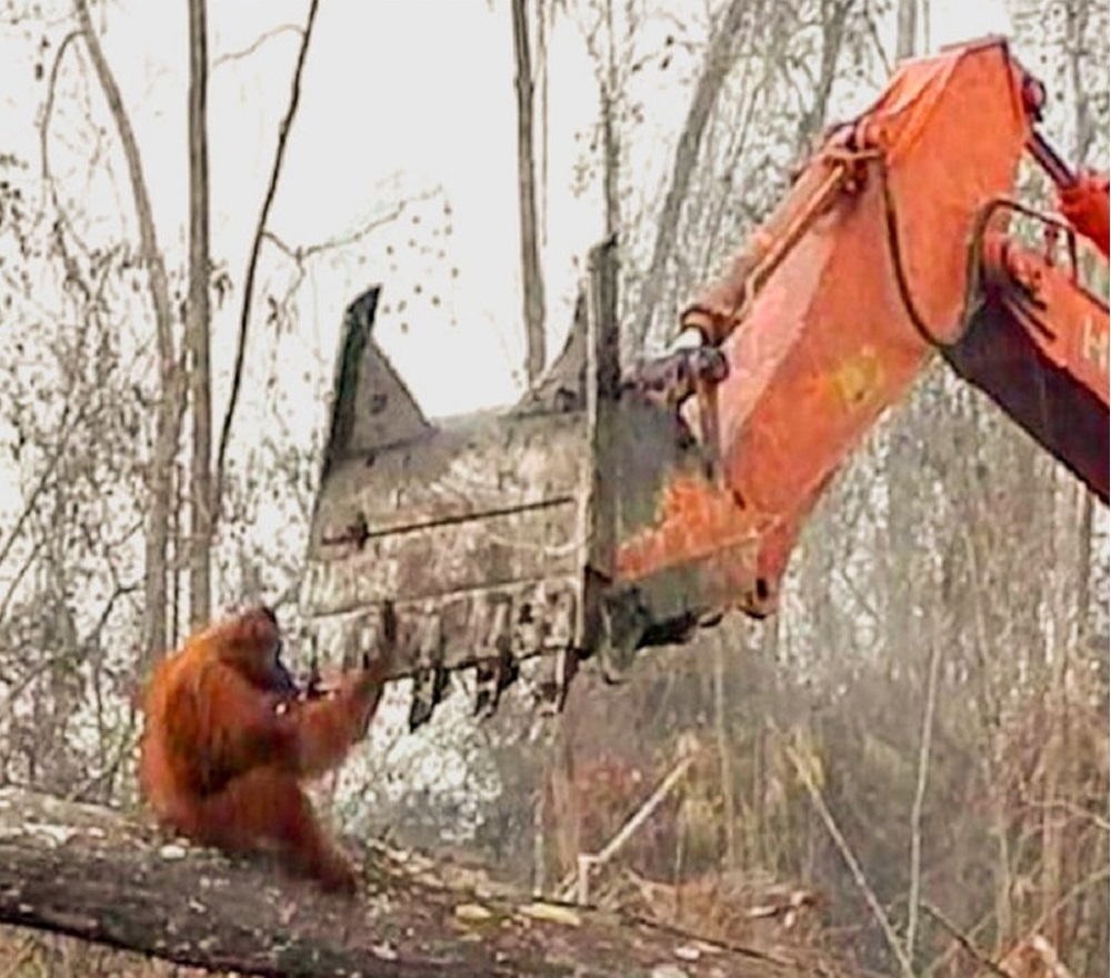 Orangotango lutando pela sua casa