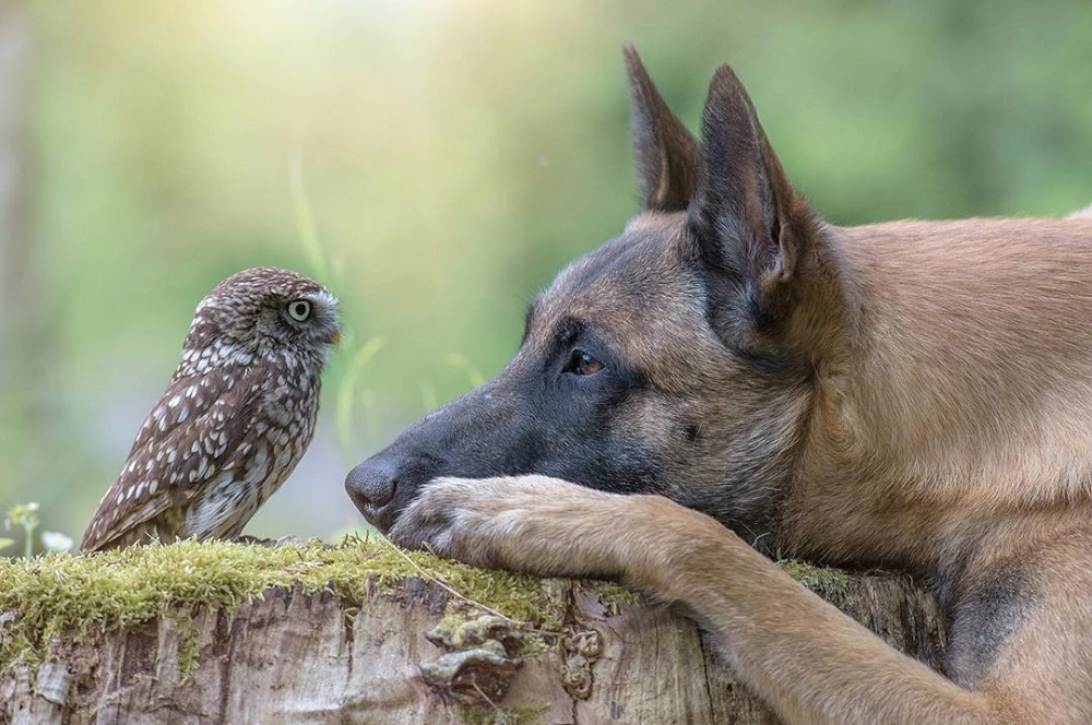Prijateljstvo između sove i psa