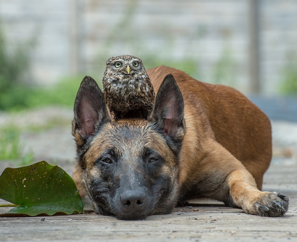 Koiran päällä istuva pöllö