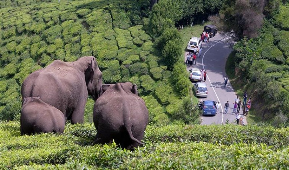 Dzikie słonie na plantacji herbaty w Indiach