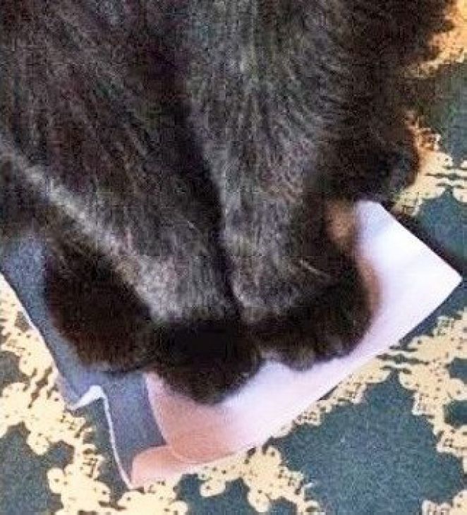 pisica stă cu toate labele pe o bucată de hârtie