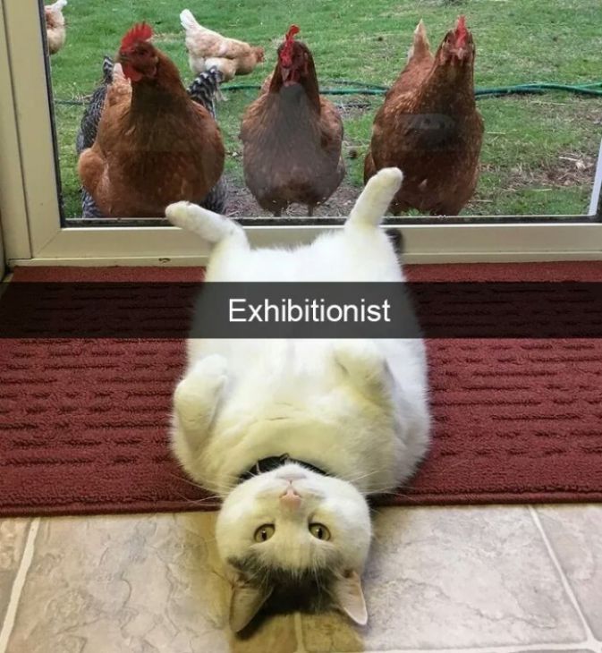Gato exhibicionista
