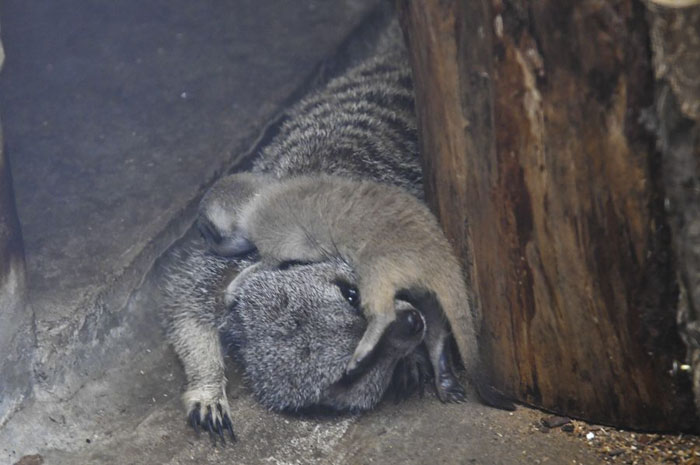 Meerkat filhote dorme na mãe
