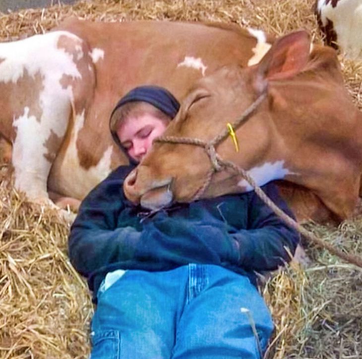 Chico duerme en una vaca