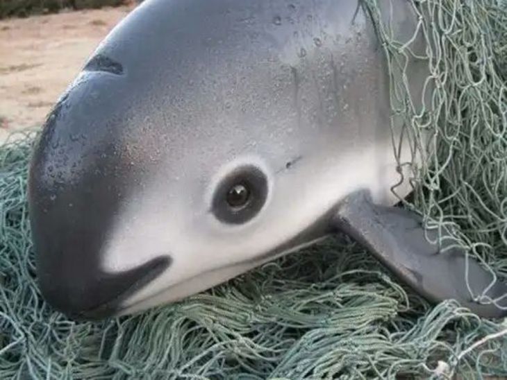 Dolfijn in een visnet