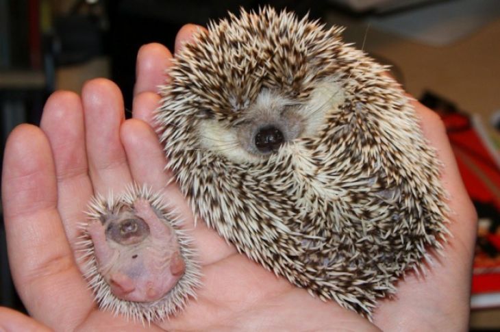 Et baby pinnsvin med mor