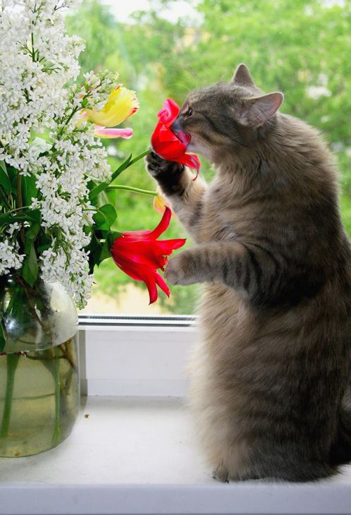 Gato olfateando una flor