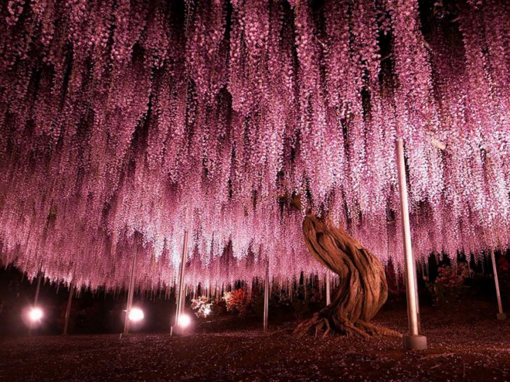 Árboles florecientes en Japón