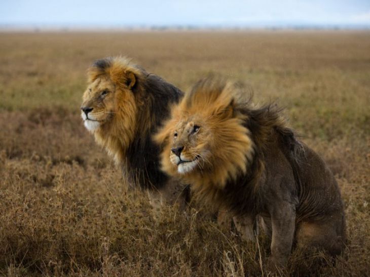 Lwy, Serengeti