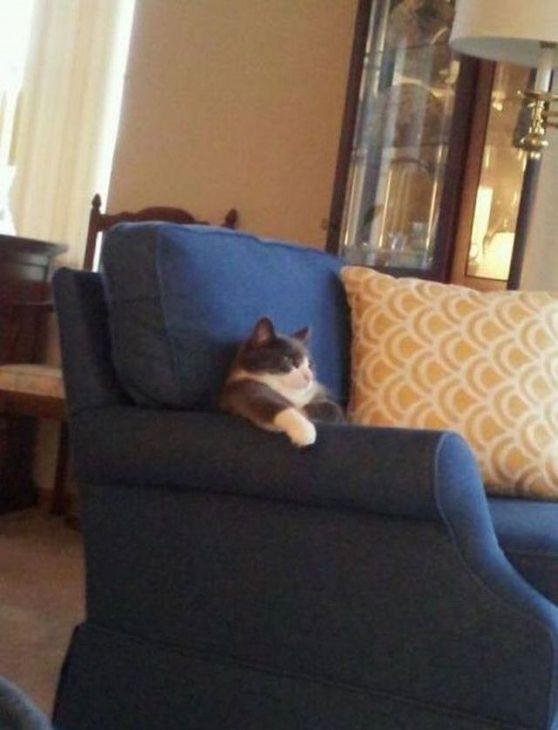 Gato está sentado em uma cadeira