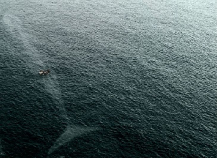 Baleia grande no mar