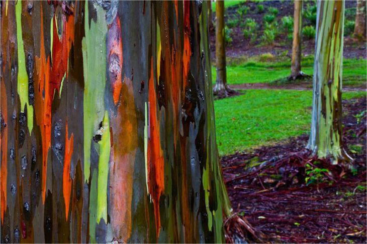 Eucalyptus deglupta, Havaiji