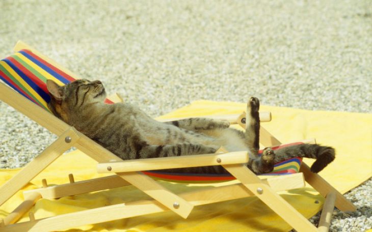 Cat sunbathes on the beach