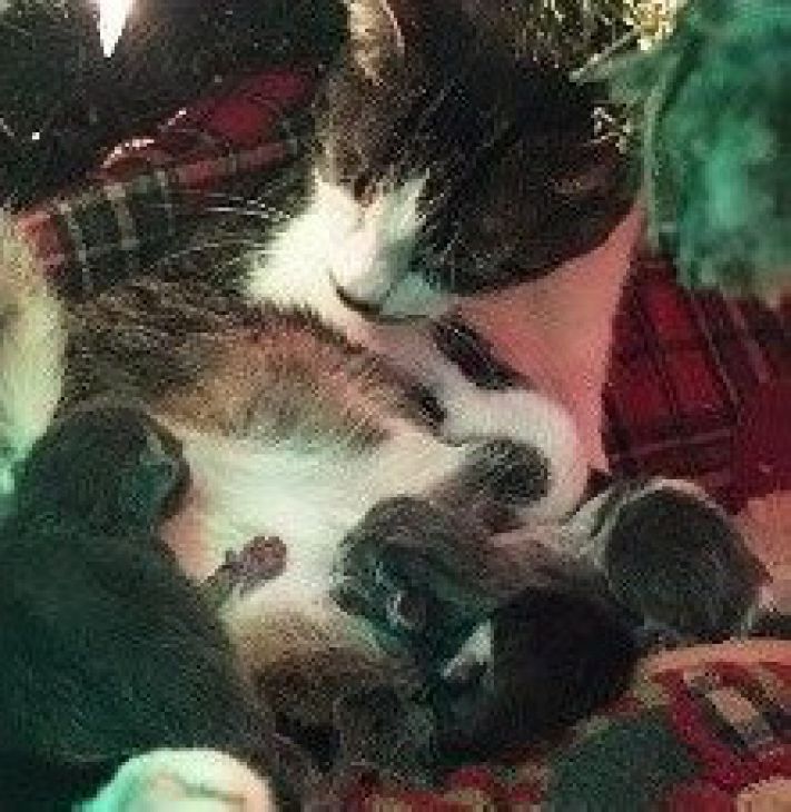 Gato alimenta gatitos debajo del árbol de Navidad