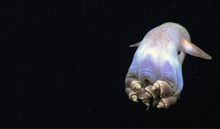 Grimpoteuthis (aka Dumbo Inktvis)