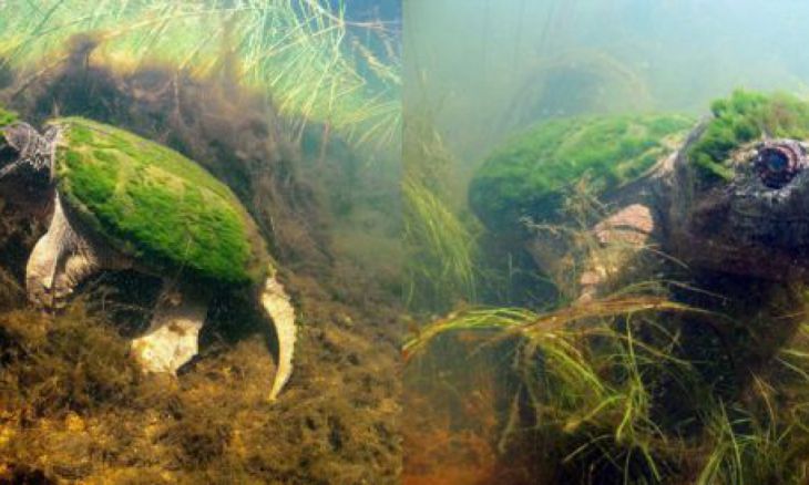 Uma tartaruga coberta de algas