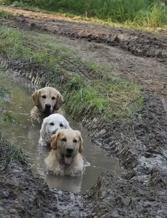 Tre hunder i gjørma