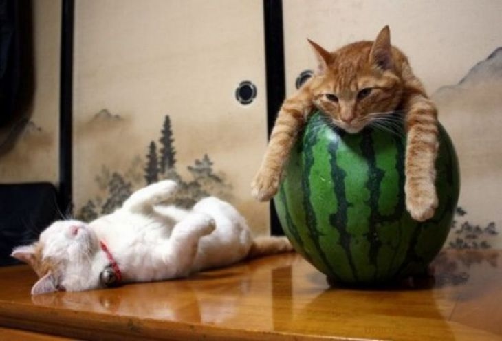 Cat sits on a watermelon