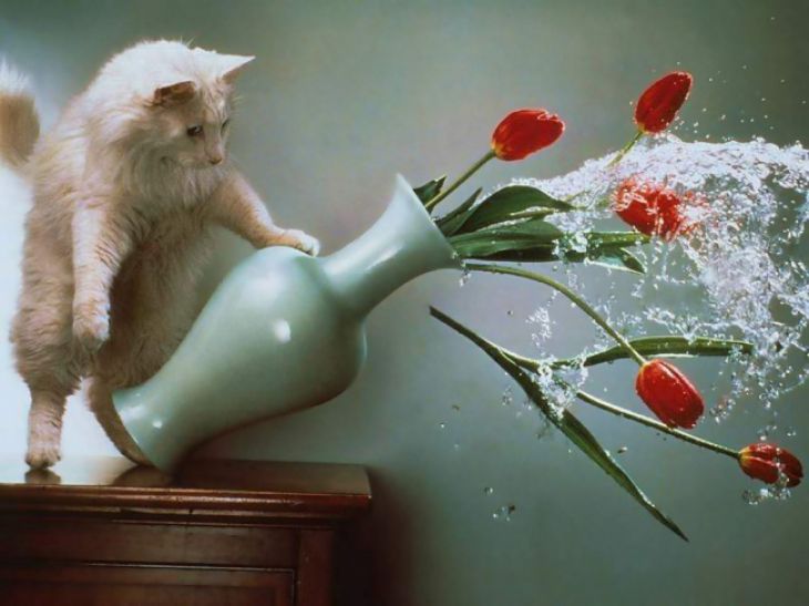 O gato deixou cair o vaso