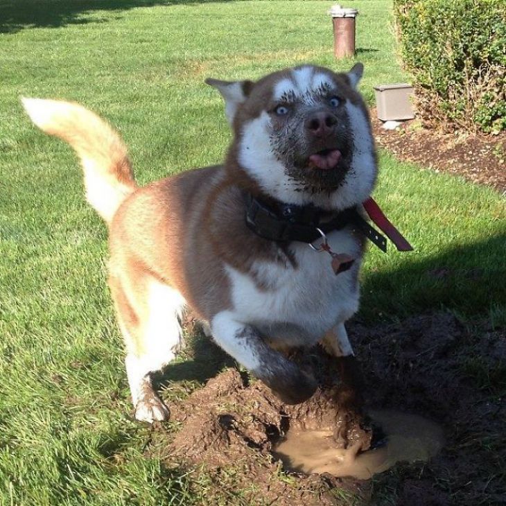 Miellyttävä koira mudassa