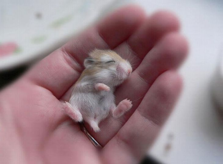 Hamster Bebé