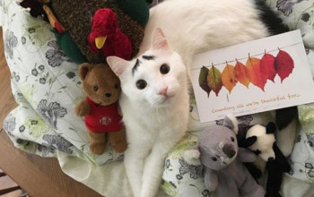 26 de pisici cu cele mai trăsnite modele de culoare în blană încât ai crede că sunt modificate în Photoshop