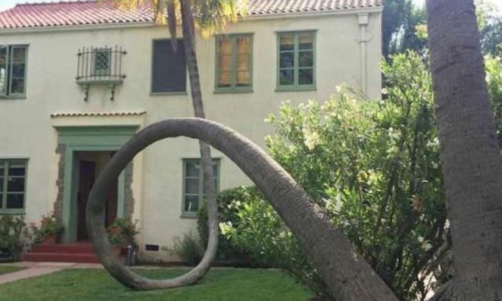 Vrouw: Ik wil die boom dichter bij het huis