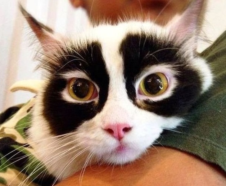 Pisica cu cercuri în jurul ochilor