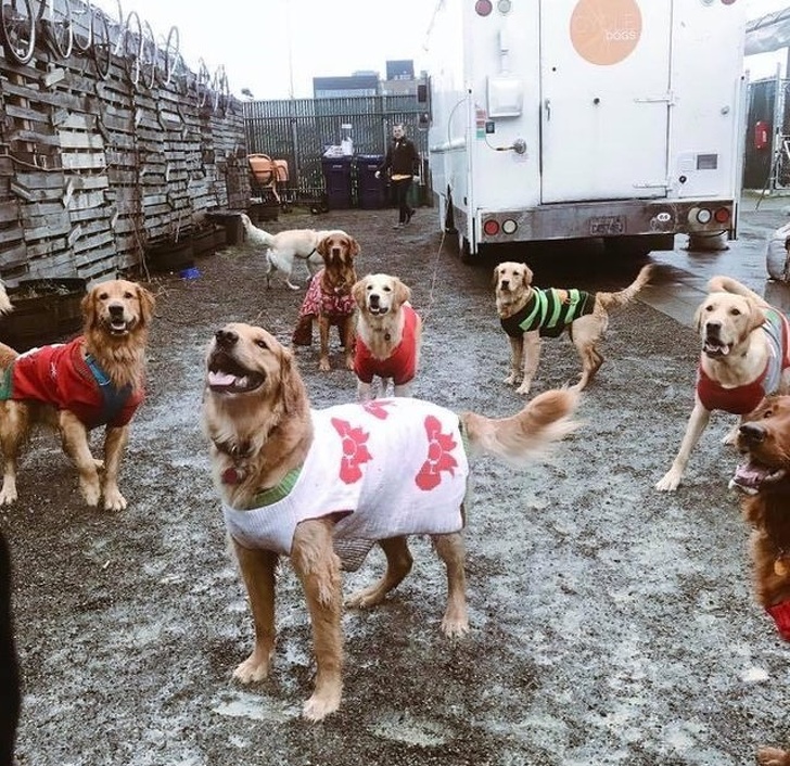 Πολλά ντυμένα σκυλιά
