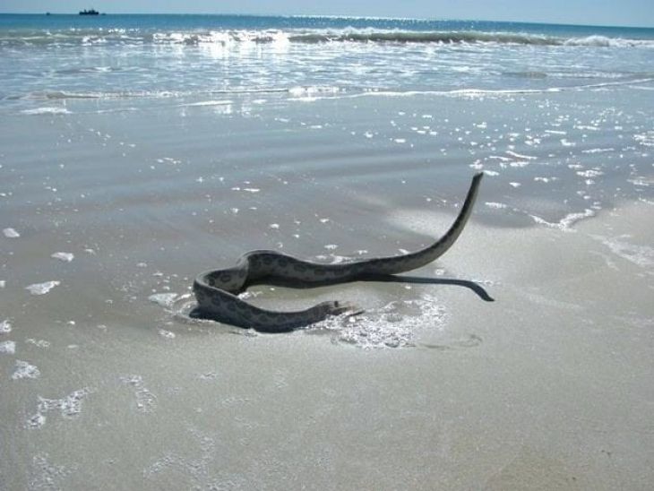 Cobra rasteja na praia de Bolinas