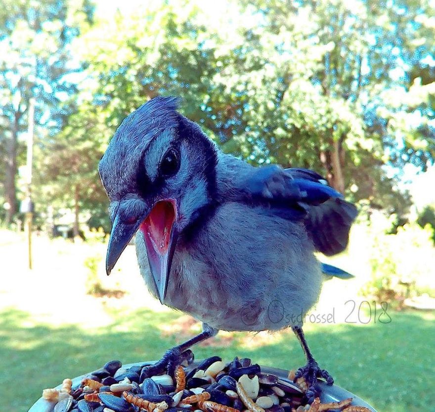 O pássaro está com fome