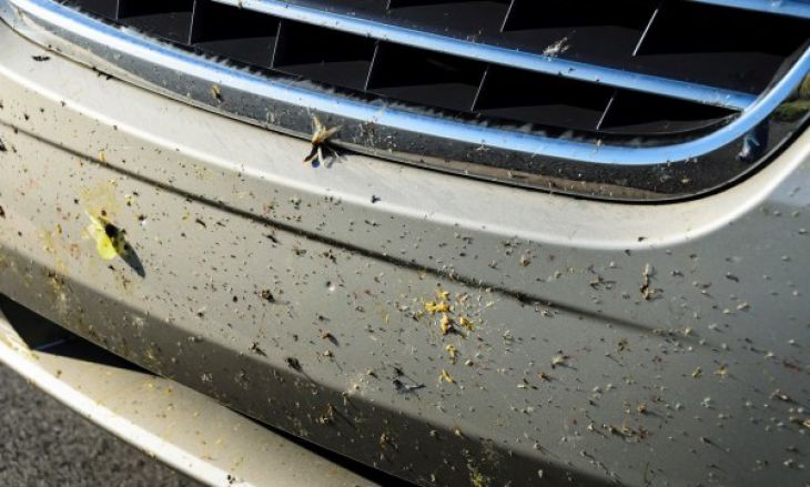 Remove insects from car