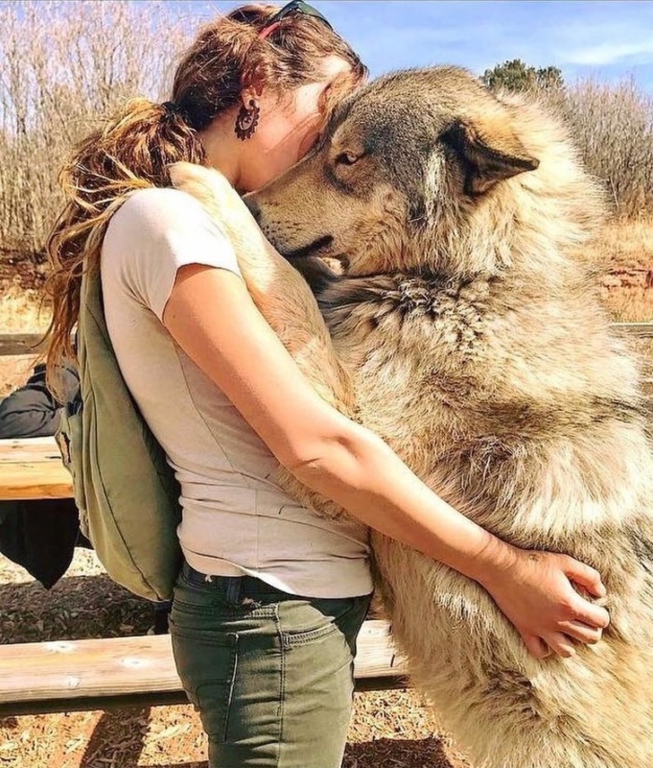 Cão-lobo abraça amante