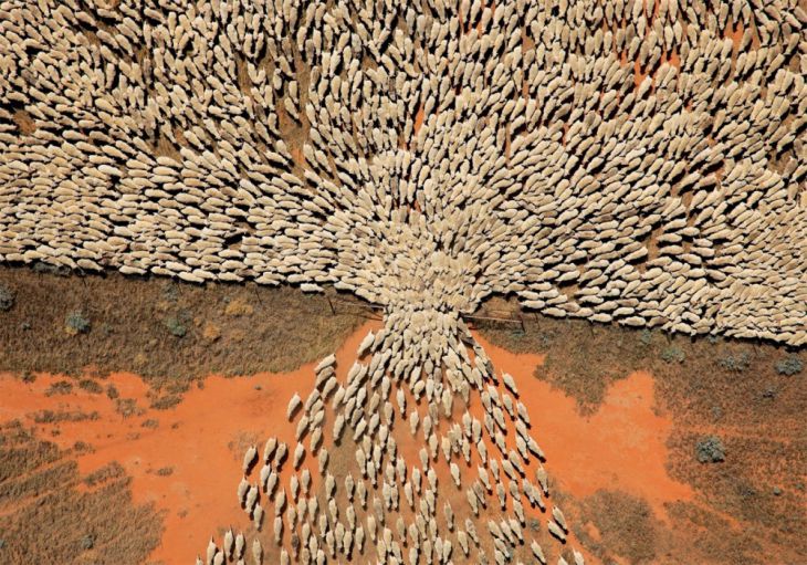 Um rebanho de ovelhas atravessa um portão