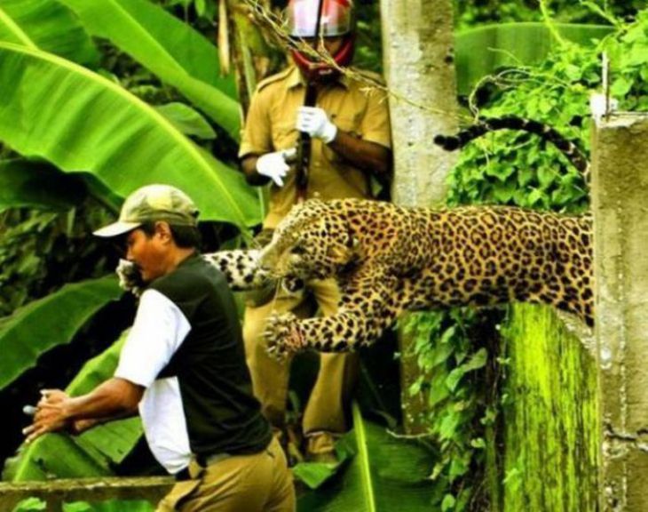Leopard’s Hunting