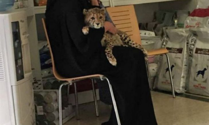 Locuitorii din Dubai cresc gheparzi în loc de pisici...