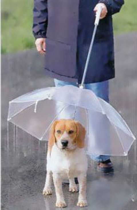 Umbrella for your dog